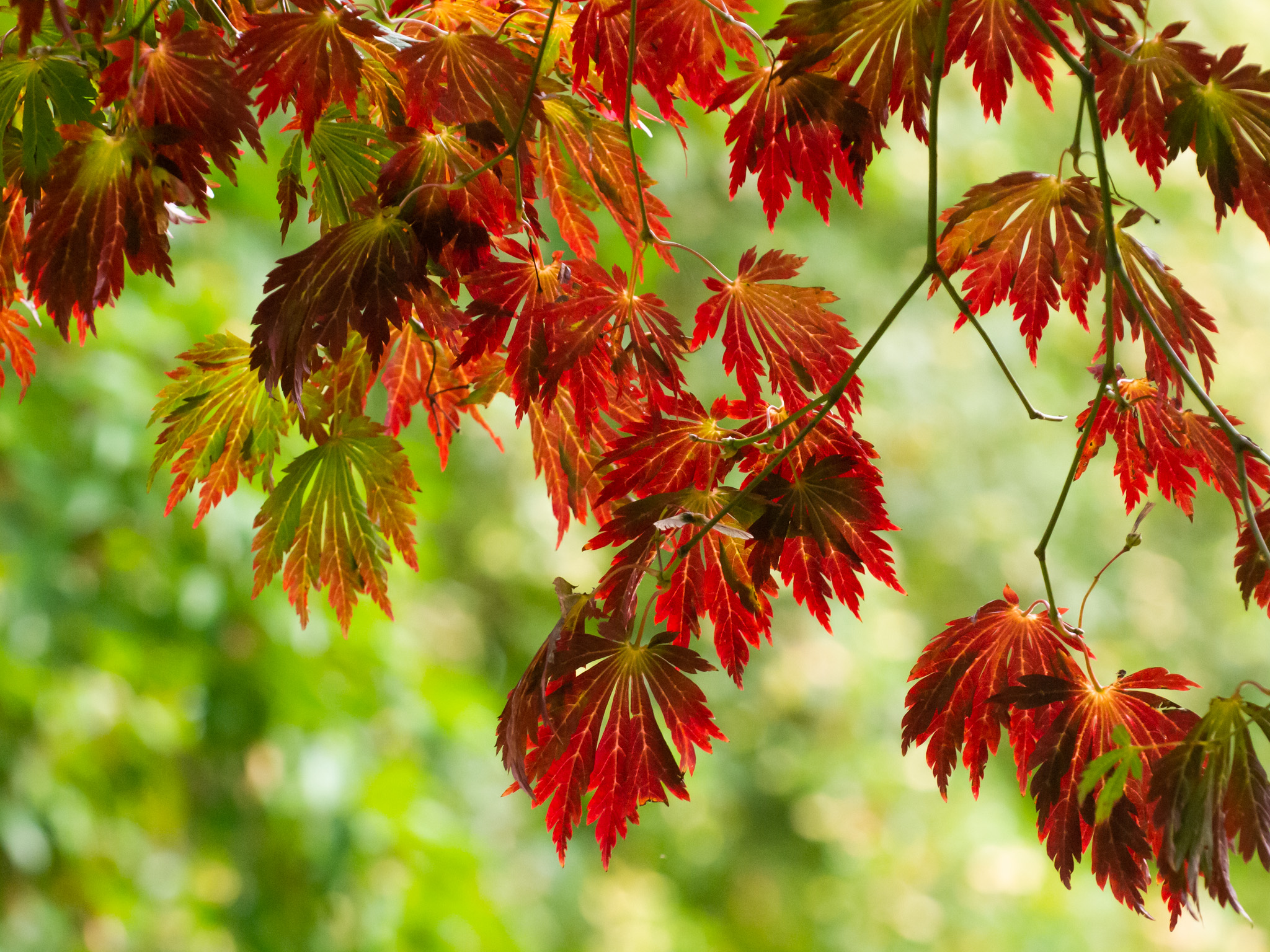 Japanese Trees Tour | Oxford Botanic Garden and Arboretum