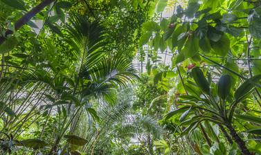 Rainforest House - wide angle