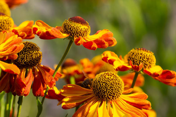 helenium rachtopaz