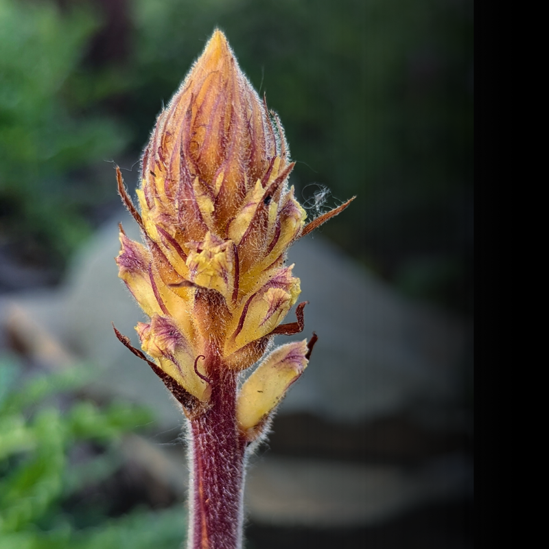 Orobanche picridis at Oxford Botanic Garden