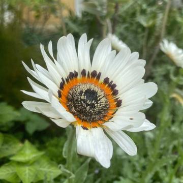 cape daisy in the south africa border