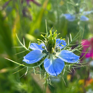 Nigella damascena | love-in-a-mist in the Lower Garden